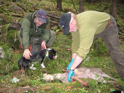 istein slakter, mens yvind_K og Aika flger med.